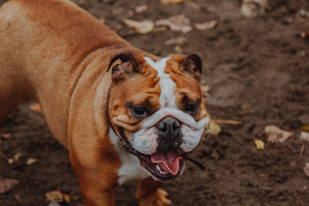 Walking dogs in fresh air. People walk their pets on specialized paddock. Animals get acquainted, play, run, have fun. Socialization. Acquaintance.の写真素材