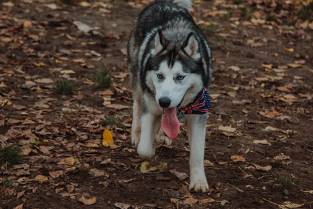 Husky with open mouth. Dog with tongue out. Husky close-up on the background of fallen leaves.の写真素材