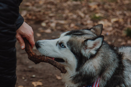 Walking dogs in fresh air. People walk their Pets on specialized paddock. Animals get acquainted, play, run, have fun. Socialization. Acquaintance.の写真素材