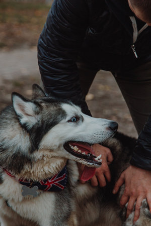 A dog in interaction with a person. A dog relieves psychological fatigue in a boy. A person with a dog in the park.の写真素材