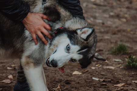 A dog in interaction with a person. A dog relieves psychological fatigue in a boy. A person with a dog in the park.の写真素材