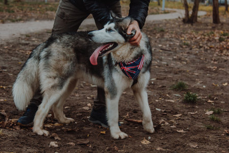 Walking dogs in fresh air. People walk their Pets on specialized paddock. Animals get acquainted,...