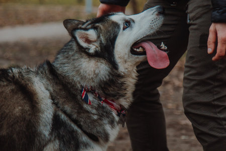 People walk their Pets on specialized paddock. Animals get acquainted, play, run, have fun. The muzzle with its tongue sticking out looks into the frame.の写真素材