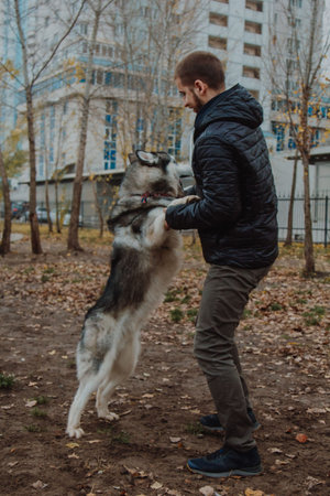 A husky dog jumps on a young man. A boy plays with a dog in the park. Autumn infusion. Warmly...
