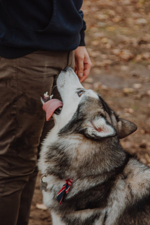 A man touches a husky. The dog leans against the body.の写真素材