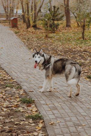 Dog on the alley in the park. Husky on the background of autumn landscapes. Playful dog in the park.の写真素材