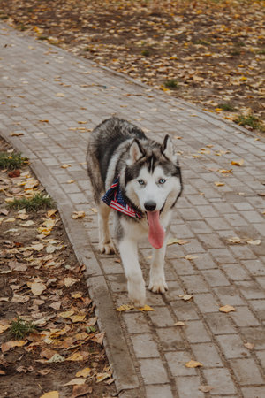 Dog on the alley in the park. Husky on the background of autumn landscapes. Playful dog in the park.の写真素材