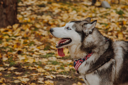 Dog with tongue out. Blue eye husky close up. The muzzle of the dog is gray with white. Husky with open mouth.の写真素材