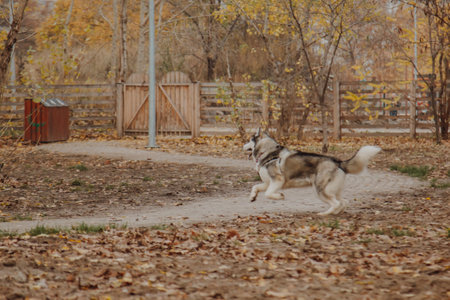 Dog on the alley in the park. Husky on the background of autumn landscapes. Playful dog in the park.の写真素材