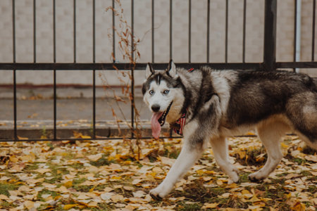 Dog with tongue out. Blue eye husky close up. The muzzle of the dog is gray with white. Husky with...