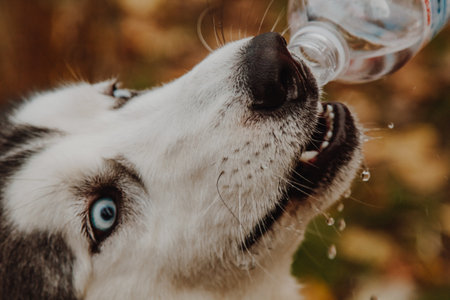 Husky drinks water from a bottle. A close-up of a dogs face. Blue eye husky.の写真素材