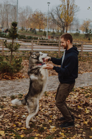 a guy with a dog in an autumn park. Husky stands on its hind legs. A man holds a dog by its front legs.の写真素材