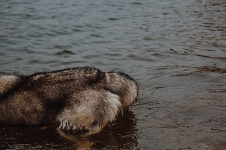 Gray and white husky in a pond. A dog with thick fur swims in the water. Husky swims in the lake.