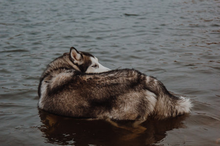 Cute gray and white husky in a pond. A dog with thick fur swims in the water. Husky swims in the lake.の写真素材
