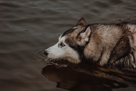 Cute gray and white husky in a pond. A dog with thick fur swims in the water. Husky swims in the lake.の写真素材
