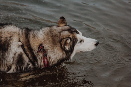 Cute gray and white husky in a pond. A dog with thick fur swims in the water. Husky swims in the...