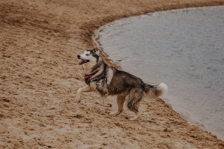 Dogs play swimming in the open air. A husky with thick fur walks on the yellow sand. Husky runs...