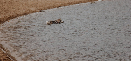 Dogs play swimming in the open air. A husky with thick fur walks on the yellow sand. Husky runs along the shore and water.の写真素材