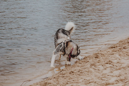 The dog runs in the fresh air. Husky runs on the sand. Big fluffy gray dog near the river.の写真素材