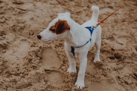 A happy dog walks on the sand. White with yellow spots small dog close-up.の写真素材