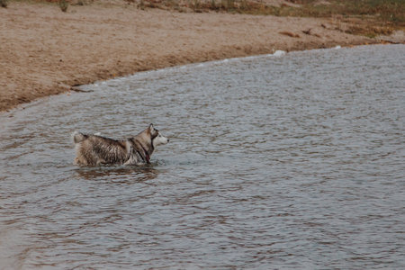 The dog runs in the fresh air. Husky runs on the sand. Big fluffy gray dog near the river.の写真素材