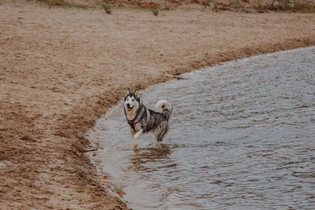 The dog runs in the fresh air. Husky runs on the sand. Big fluffy gray dog near the river.の写真素材