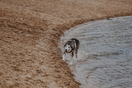 Dog walking on the ocean shore. Husky runs on the sand. A big fluffy dog of gray color near a pond.の写真素材