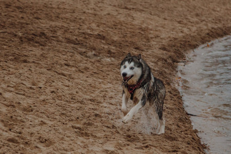 Dog walking on the ocean shore. Husky runs on the sand. A big fluffy dog of gray color near a pond.の写真素材