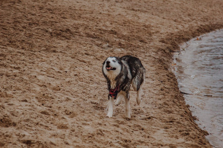 Dog walking on the ocean shore. Husky runs on the sand. A big fluffy dog of gray color near a pond.