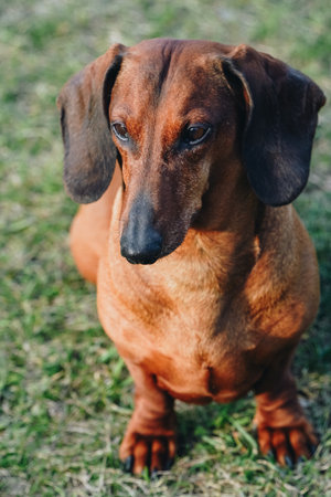 Dachshund sitting in the yard, in the green grass, enjoying the sun. Portrait photo of a small breed of dog.の写真素材