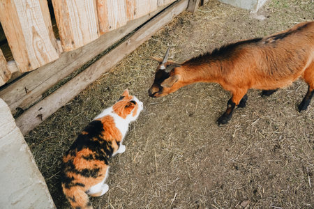 A cat with an interesting nickname gets acquainted with a horned red goat using its sense of smell. A scene of the relationships of different animal species.の写真素材