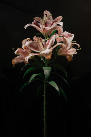 Elegant pink lilies stand out against a black background, emphasizing their natural beauty and delicate texture, vertical photo.の写真素材