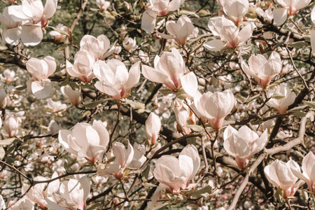 Delicate magnolia flowers in a spring photo. Background of magnolia flowers of delicate pink buds...