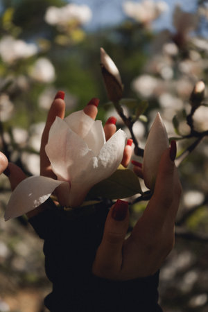 A woman holds delicate magnolia flowers in her hand in a spring photo. Background of magnolia flowers with delicate pink buds close-up.の写真素材