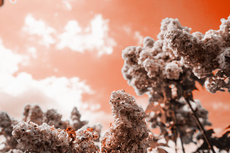 Beautiful nature scene with blooming tree. Spring flower in blooming Orchard. Purple lilac flowers...