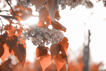Spring blossom background. Lilac flowers over sky with sunlight on it. Beautiful nature scene with...