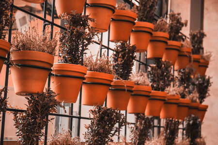 Plants are arranged in rows and are of various sizes. A shelf with many potted plants, including...