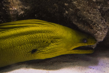 A green moray eel hides on the ocean floor in the sand and in a crevice of rocks and coral. The...