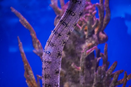 A moray echidna swims gracefully near the seabed, surrounded by vibrant reefs and corals, set against a stunning blue ocean floor.の写真素材
