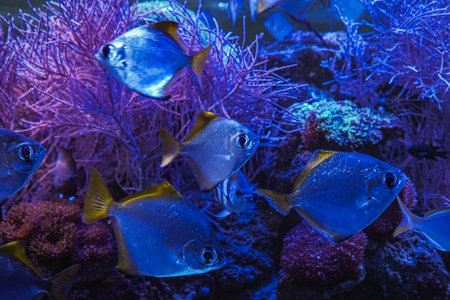 Piranha fish in a lively flock swim through the ocean, with the backdrop of corals and algae adding...