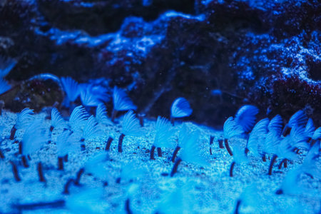 A close-up of coral formations in an underwater tropical environment. A coral reef illuminated with vibrant colors and textures, creating a captivating underwater scene.の写真素材