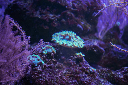 A close-up of coral formations in an underwater tropical environment. A coral reef illuminated with...