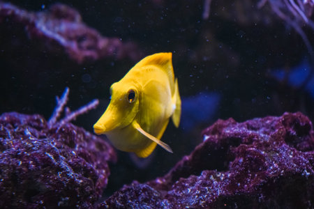Image of bright yellow fish of an angel floating in an aquarium framed by corals and algae in the background.の写真素材