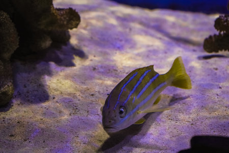 The bright fish of the cichlid floats harmoniously in the aquarium, and corals and algae create a...