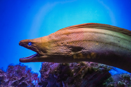 Moray eel in a striking underwater portrait, blending vivid green tones with a deep blue oceanic...