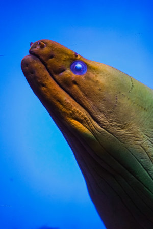 Close-up of a moray eel in a vibrant blue underwater scene, highlighting its unique texture and vivid colors.の写真素材