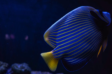 The bright yellow and blue striped fish floats in clean water, surrounded by soft light and shadows...