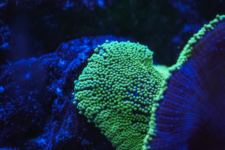Colorful corals create a mesmerizing underwater landscape with vivid shades of pink, blue, and...