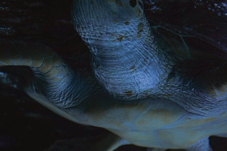 The detailed shot highlights its spotted shell and peaceful movement in its natural habitat. A large...