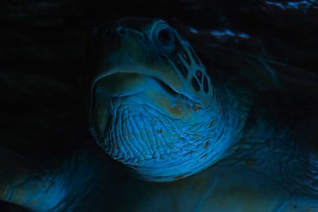 The detailed shot highlights its spotted shell and peaceful movement in its natural habitat. A large...
